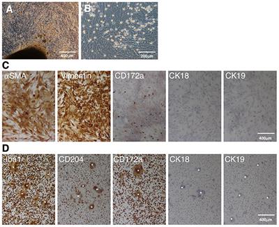 Isolation and immortalization of macrophages derived from fetal porcine small intestine and their susceptibility to porcine viral pathogen infections